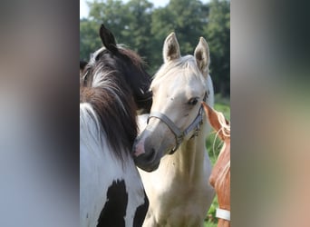 Demi-sang arabe, Étalon, 2 Ans, 152 cm, Palomino