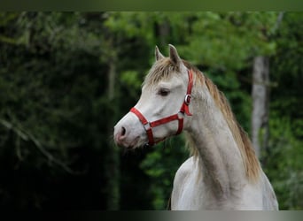 Demi-sang arabe, Étalon, 2 Ans, 158 cm, Champagne