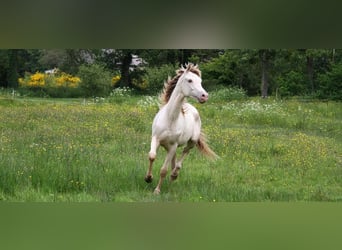 Demi-sang arabe, Étalon, 2 Ans, 158 cm, Champagne