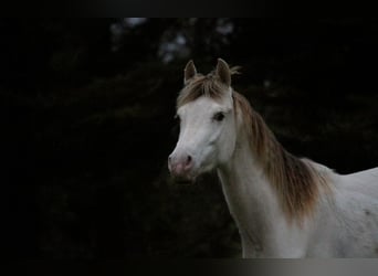 Demi-sang arabe, Étalon, 2 Ans, 158 cm, Champagne