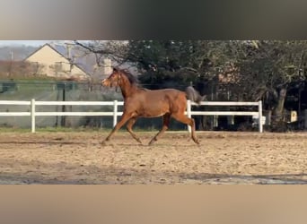 Demi-sang arabe, Étalon, 2 Ans, Bai