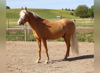 Demi-sang arabe, Étalon, 2 Ans