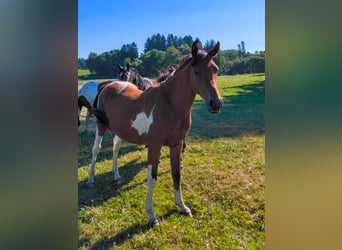 Demi-sang arabe, Étalon, 3 Ans, 155 cm, Tobiano-toutes couleurs