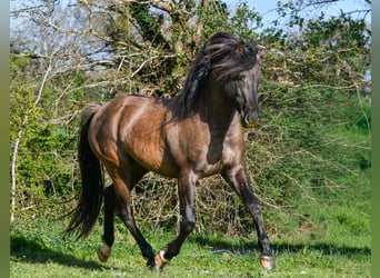 Demi-sang arabe, Étalon, 4 Ans, 154 cm, Grullo