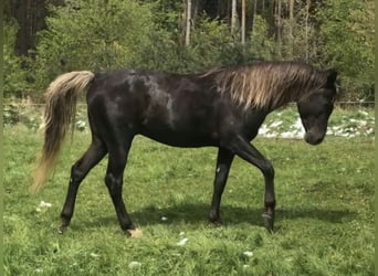 Demi-sang arabe, Étalon, 5 Ans, 156 cm
