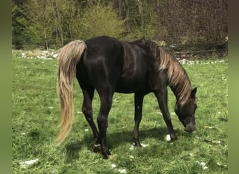 Demi-sang arabe, Étalon, 5 Ans, 156 cm