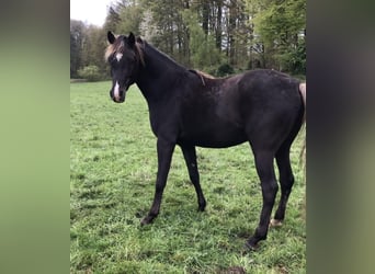 Demi-sang arabe, Étalon, 5 Ans, 156 cm