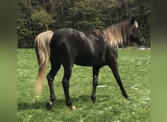 Demi-sang arabe, Étalon, 5 Ans, 156 cm