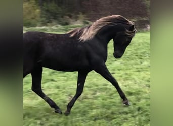 Demi-sang arabe, Étalon, 5 Ans, 156 cm
