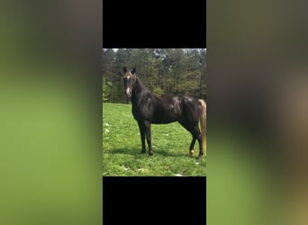 Demi-sang arabe, Étalon, 5 Ans, 156 cm