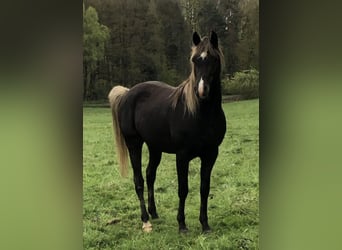 Demi-sang arabe, Étalon, 5 Ans, 156 cm