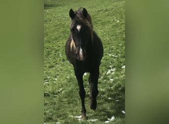 Demi-sang arabe, Étalon, 5 Ans, 156 cm