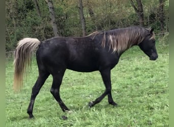 Demi-sang arabe, Étalon, 5 Ans, 156 cm