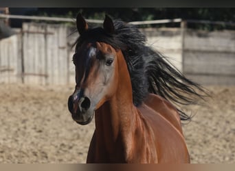 Demi-sang arabe, Étalon, 6 Ans, 157 cm, Bai