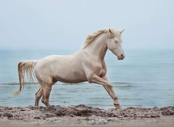 Demi-sang arabe, Étalon, 13 Ans, 158 cm, Cremello