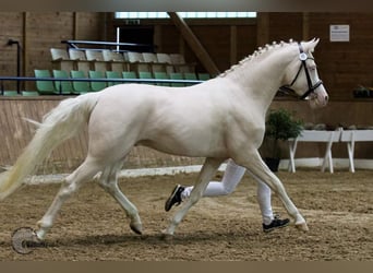 Demi-sang arabe, Étalon, 13 Ans, 158 cm, Cremello