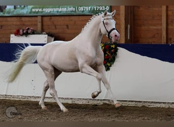 Demi-sang arabe, Étalon, 13 Ans, 158 cm, Cremello