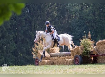 Demi-sang arabe, Étalon, 13 Ans, 158 cm, Cremello