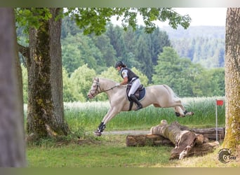 Demi-sang arabe, Étalon, 13 Ans, 158 cm, Cremello