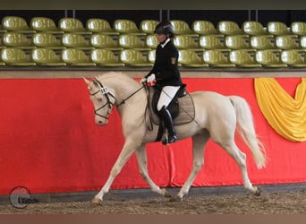 Demi-sang arabe, Étalon, 13 Ans, 158 cm, Cremello