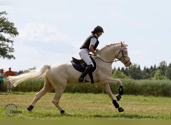 Demi-sang arabe, Étalon, 13 Ans, 158 cm, Cremello