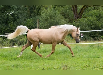 Demi-sang arabe, Étalon, 11 Ans, 154 cm, Palomino