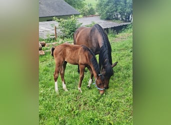 Demi-sang arabe, Étalon, Poulain (04/2026), 153 cm, Tobiano-toutes couleurs