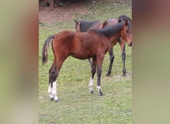 Demi-sang arabe, Étalon, Poulain (04/2026), 153 cm, Tobiano-toutes couleurs