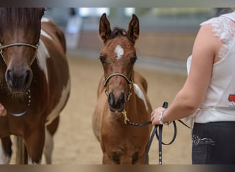 Demi-sang arabe, Étalon, Poulain (04/2024), 153 cm, Tobiano-toutes couleurs