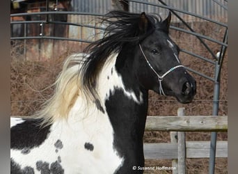 Demi-sang arabe, Étalon, Poulain (06/2024), 156 cm, Tobiano-toutes couleurs