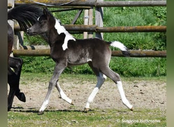 Demi-sang arabe, Étalon, Poulain (03/2026), 156 cm, Tobiano-toutes couleurs