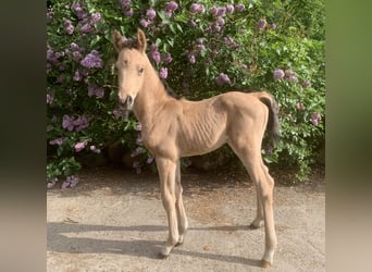 Demi-sang arabe, Étalon, Poulain (01/2024), 160 cm, Buckskin