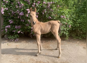 Demi-sang arabe, Étalon, Poulain (01/2024), 160 cm, Buckskin