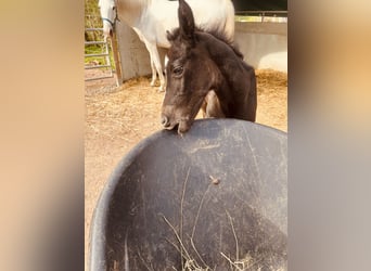 Demi-sang arabe, Étalon, Poulain (04/2026), 160 cm, Peut devenir gris