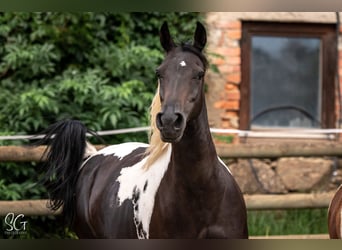 Demi-sang arabe, Étalon, Poulain (04/2023), 160 cm, Tobiano-toutes couleurs