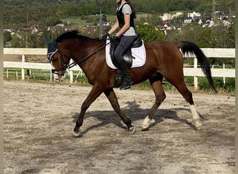 Demi-sang arabe, Hongre, 12 Ans, 154 cm, Bai