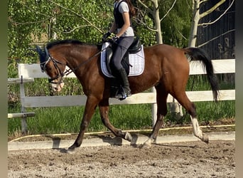 Demi-sang arabe, Hongre, 12 Ans, 154 cm, Bai