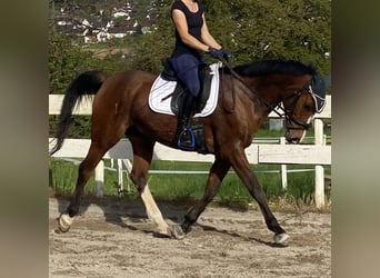Demi-sang arabe, Hongre, 12 Ans, 154 cm, Bai