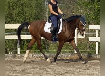 Demi-sang arabe, Hongre, 12 Ans, 154 cm, Bai