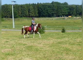 Demi-sang arabe, Hongre, 12 Ans, 157 cm, Pinto
