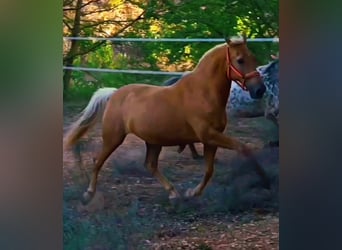 Demi-sang arabe Croisé, Hongre, 12 Ans, 160 cm, Palomino