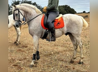 Demi-sang arabe Croisé, Hongre, 18 Ans, 162 cm, Gris moucheté