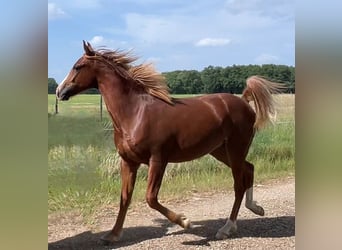 Demi-sang arabe, Hongre, 1 Année, 150 cm, Alezan