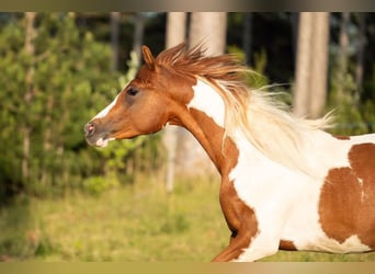Demi-sang arabe, Hongre, 2 Ans, 154 cm, Tobiano-toutes couleurs