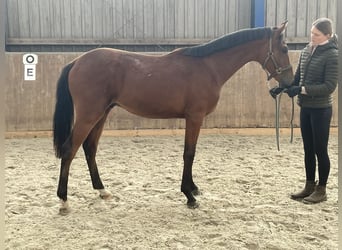 Demi-sang arabe, Hongre, 2 Ans, 165 cm, Bai