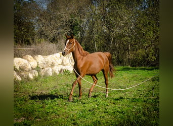 Demi-sang arabe, Hongre, 3 Ans, 150 cm, Alezan brûlé