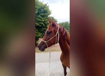 Demi-sang arabe, Hongre, 3 Ans, 150 cm, Alezan brûlé