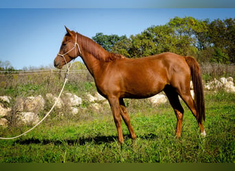 Demi-sang arabe, Hongre, 3 Ans, 150 cm, Alezan brûlé