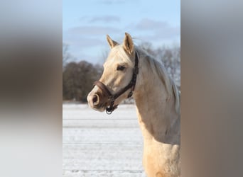 Demi-sang arabe, Hongre, 3 Ans, 154 cm, Palomino