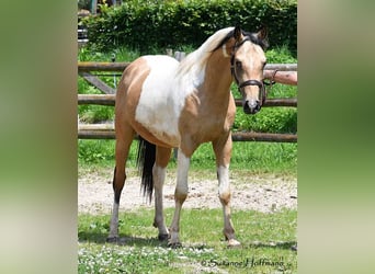 Demi-sang arabe, Hongre, 3 Ans, 154 cm, Tobiano-toutes couleurs